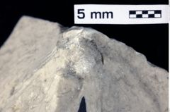 Foto (Detailansicht) von Juracrista costaspinosa (Robins et al., 2011) (NHMW-GEO-1990-0041-0481)